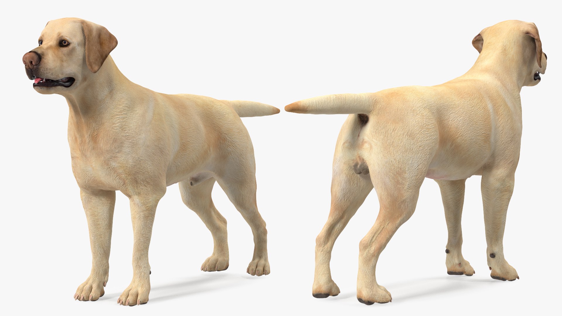 Labrador Dog White Rigged for Cinema 4D 3D model https://p.turbosquid.com/ts-thumb/lS/YeNyJ9/p2/labradordogwhiteriggedc4dmodel012/jpg/1638365426/1920x1080/fit_q87/91080308bea30233b796041091709bdc67667e70/labradordogwhiteriggedc4dmodel012.jpg