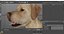 Labrador Pies Biały Rigged dla Cinema 4D