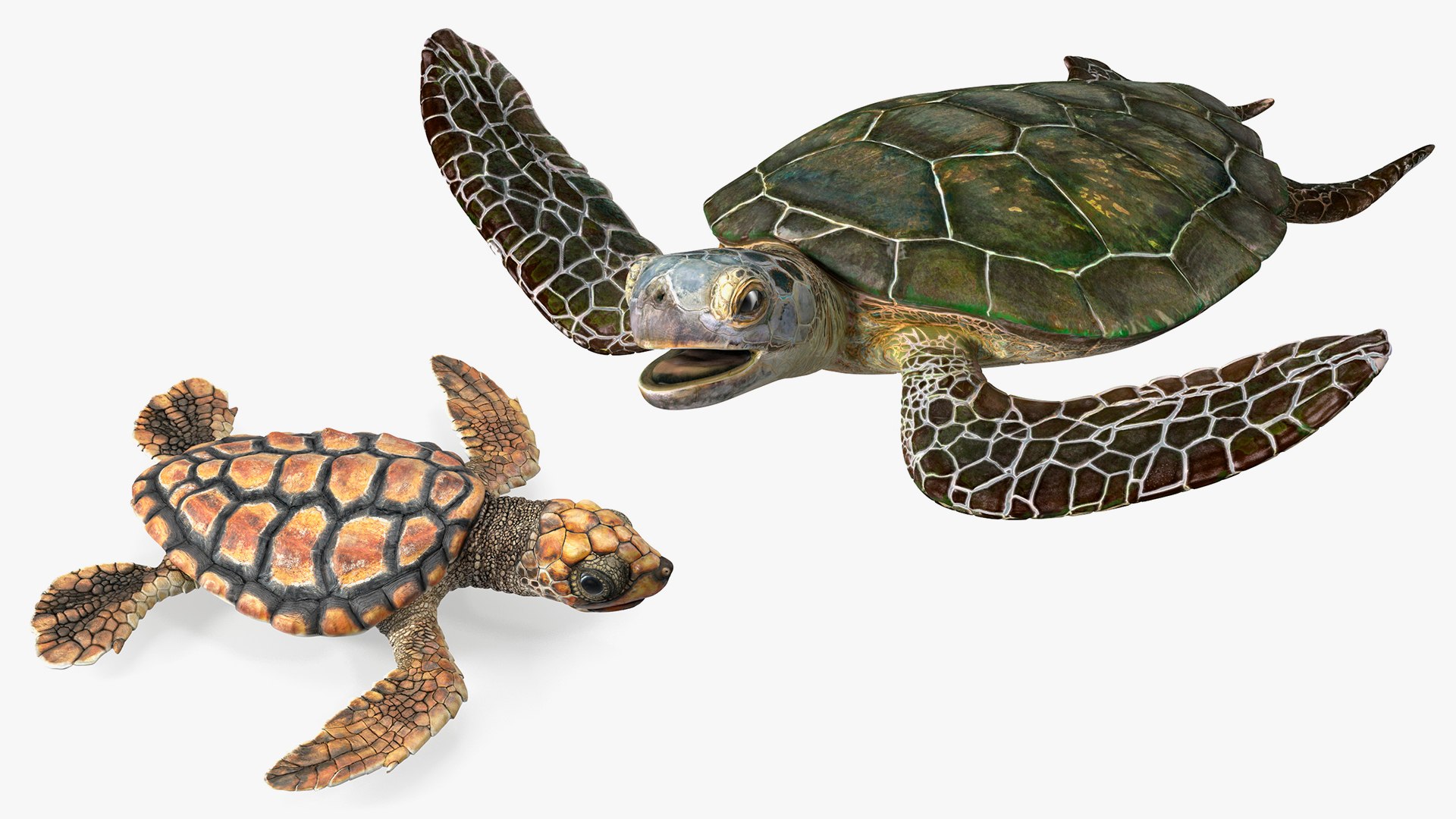 Rigged Sea Turtle With Baby Turtle Collection Model - TurboSquid 2298707