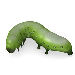 caterpilar3