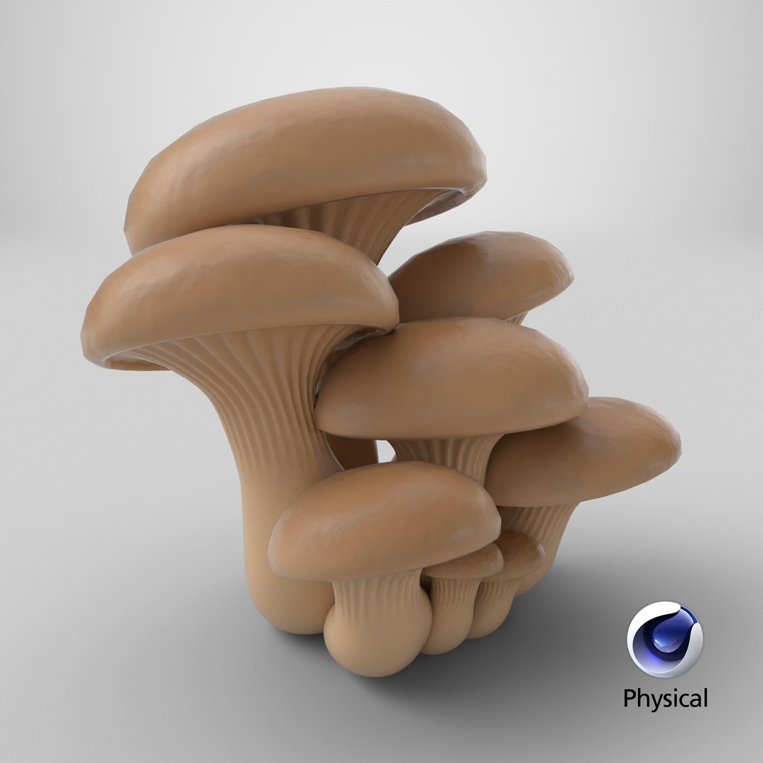 3D Oyster Mushrooms Cluster model https://p.turbosquid.com/ts-thumb/lS/gpQ7ui/SN/stemcell_cinema_4d_physical_render/png/1770647710/1920x1080/fit_q87/cae133a35b9d087285a0e43622471364365657b0/stemcell_cinema_4d_physical_render.jpg