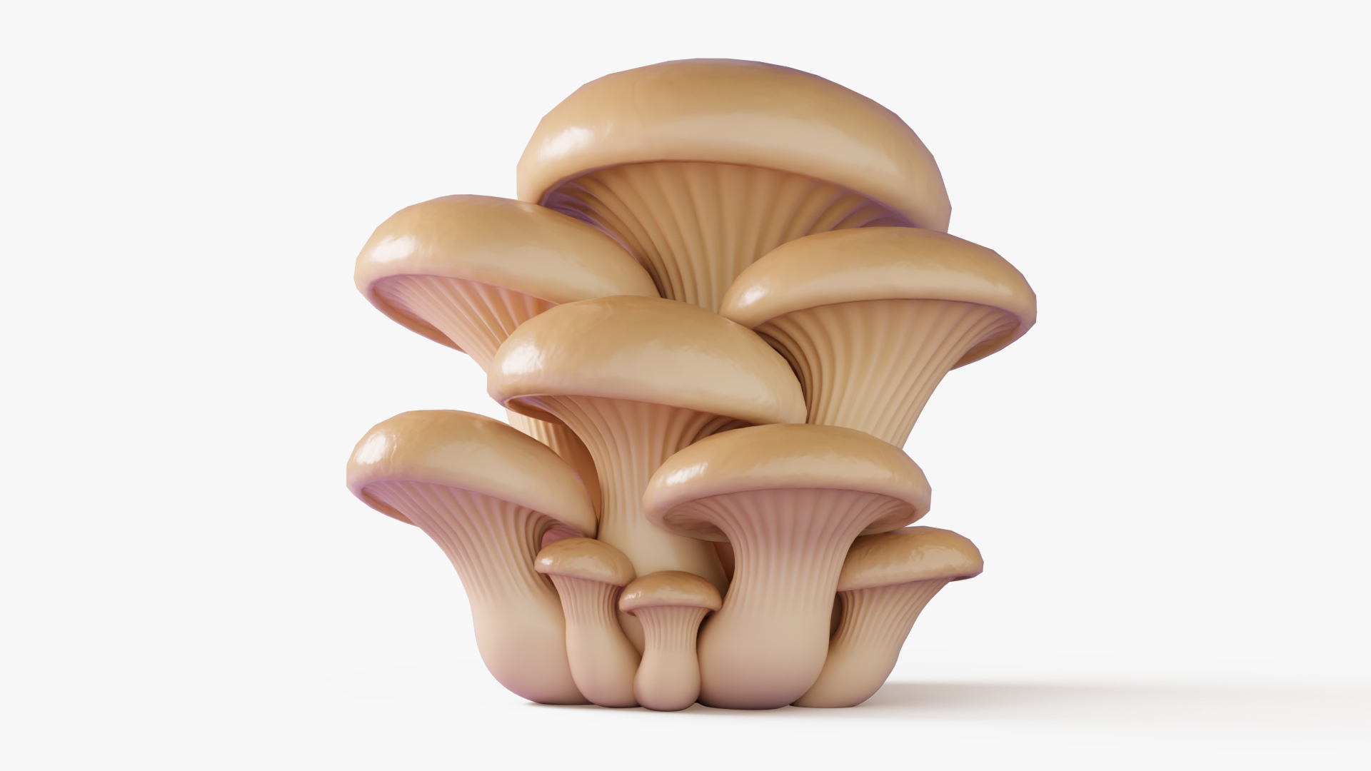 3D Oyster Mushrooms Cluster model https://p.turbosquid.com/ts-thumb/lS/gpQ7ui/pp/oyster/jpg/1770393630/1920x1080/turn_fit_q99/26a4f4027dbbbe391f80f0cebcb73dafebb8ef76/oyster-1.jpg