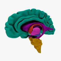 Basal Ganglia
