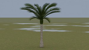 3D Palm tree
