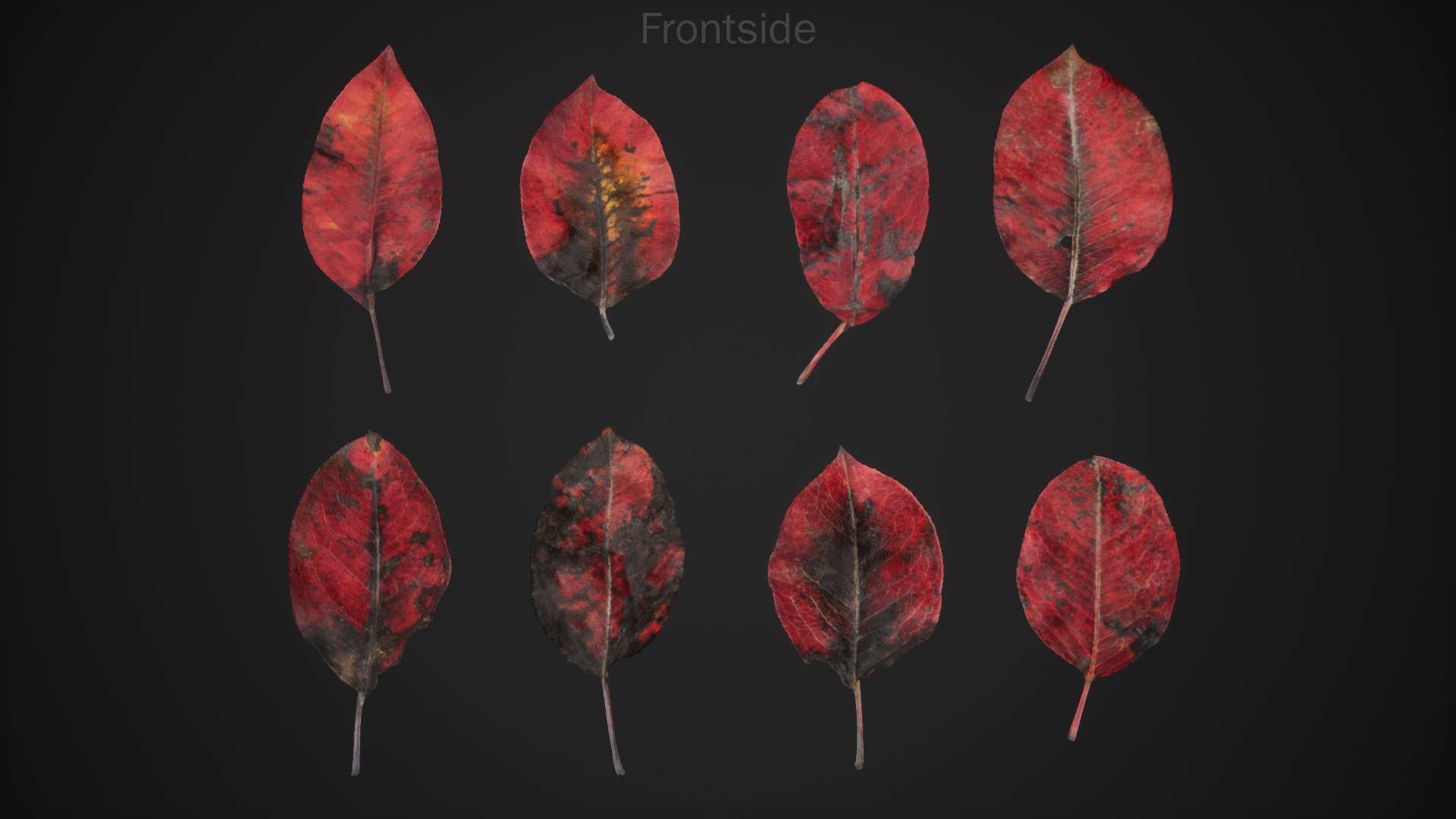12 in 1 Photoscanned Forest Floor Asset Pack 4K-8K PBR by Bulut- 3D model https://p.turbosquid.com/ts-thumb/lS/kXYIdc/Ac/redrobinfrontside/png/1626800338/1920x1080/fit_q87/4084bd7aed3d275ea722dde295788f632dcbe208/redrobinfrontside.jpg