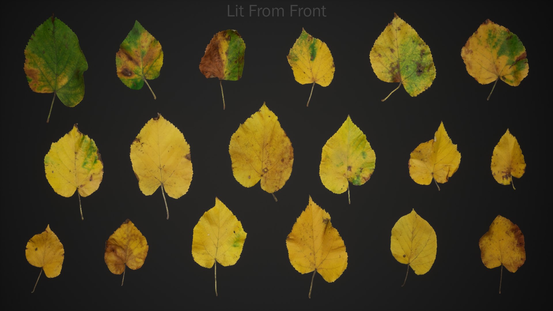 12 in 1 Photoscanned Forest Floor Asset Pack 4K-8K PBR by Bulut- 3D model https://p.turbosquid.com/ts-thumb/lS/kXYIdc/BS/highresscreenshot00095_litfront/png/1605842782/1920x1080/fit_q87/52ddd3759df60adafed8acf897a416ed3d5f891f/highresscreenshot00095_litfront.jpg