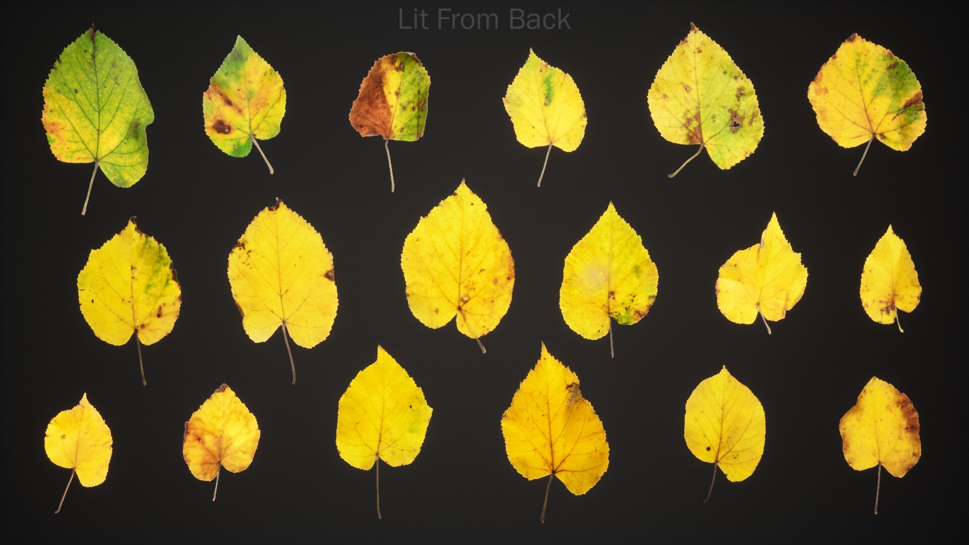 12 in 1 Photoscanned Forest Floor Asset Pack 4K-8K PBR by Bulut- 3D model https://p.turbosquid.com/ts-thumb/lS/kXYIdc/h0/buluthighresscreenshot00095litbacl/jpg/1786579922/1920x1080/fit_q87/355f22579f33f6465db3686453c49ba578535df0/buluthighresscreenshot00095litbacl.jpg