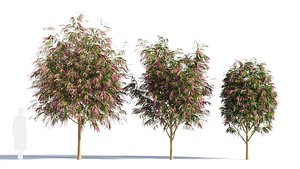 3D Burgundy Myrtle tree a model