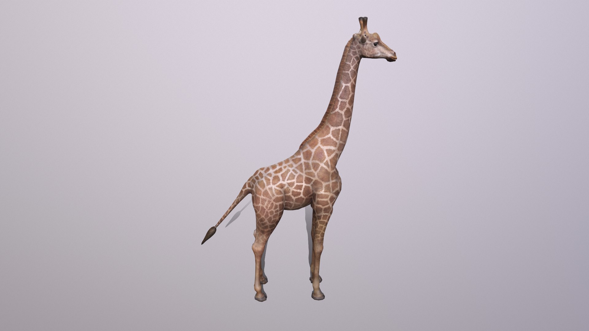 giraffe model https://p.turbosquid.com/ts-thumb/lS/xR158B/1l/giraffe_006/png/1773650082/1920x1080/fit_q87/5f1495d01483482eb4781be7923ca535ee44deec/giraffe_006.jpg