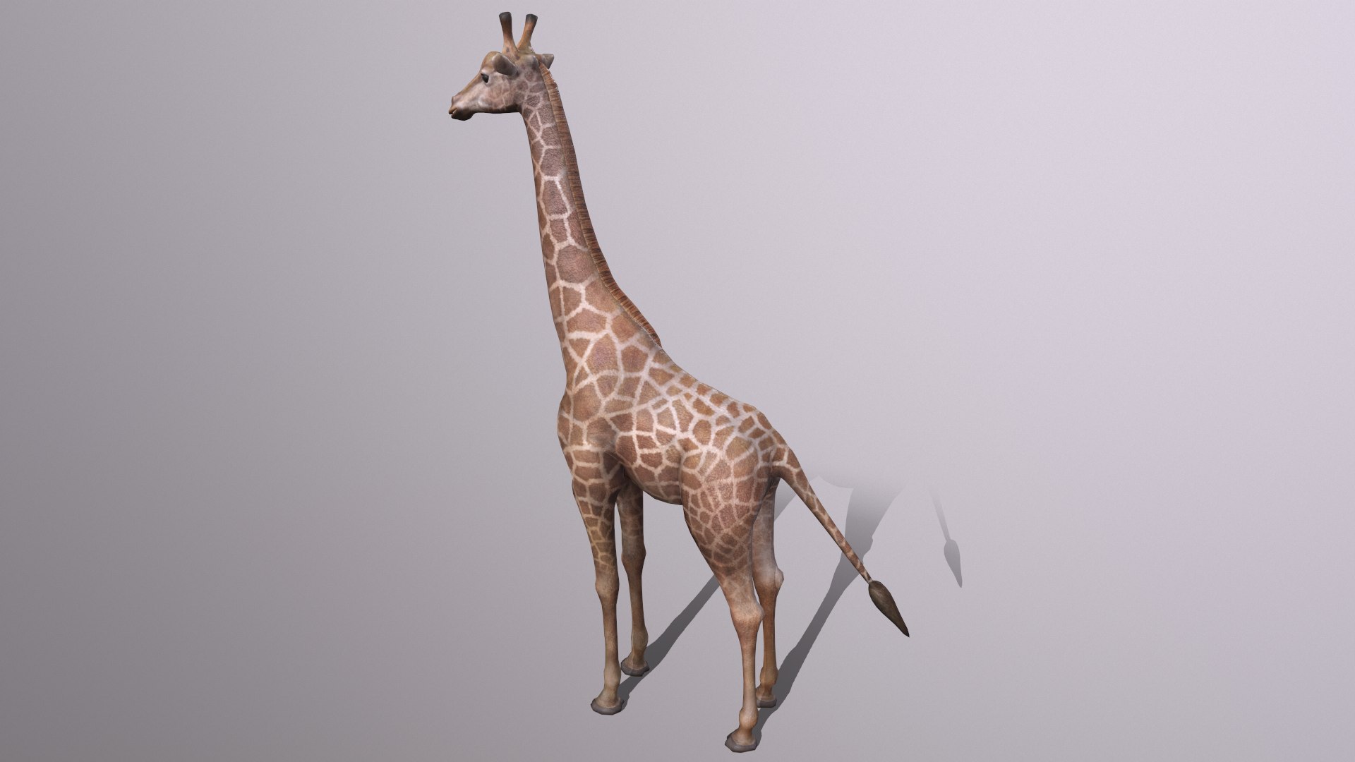 giraffe model https://p.turbosquid.com/ts-thumb/lS/xR158B/2X/giraffe_002/png/1773650085/1920x1080/fit_q87/244a1619b04ce15b9bb854ab0ba91deda0bde89e/giraffe_002.jpg