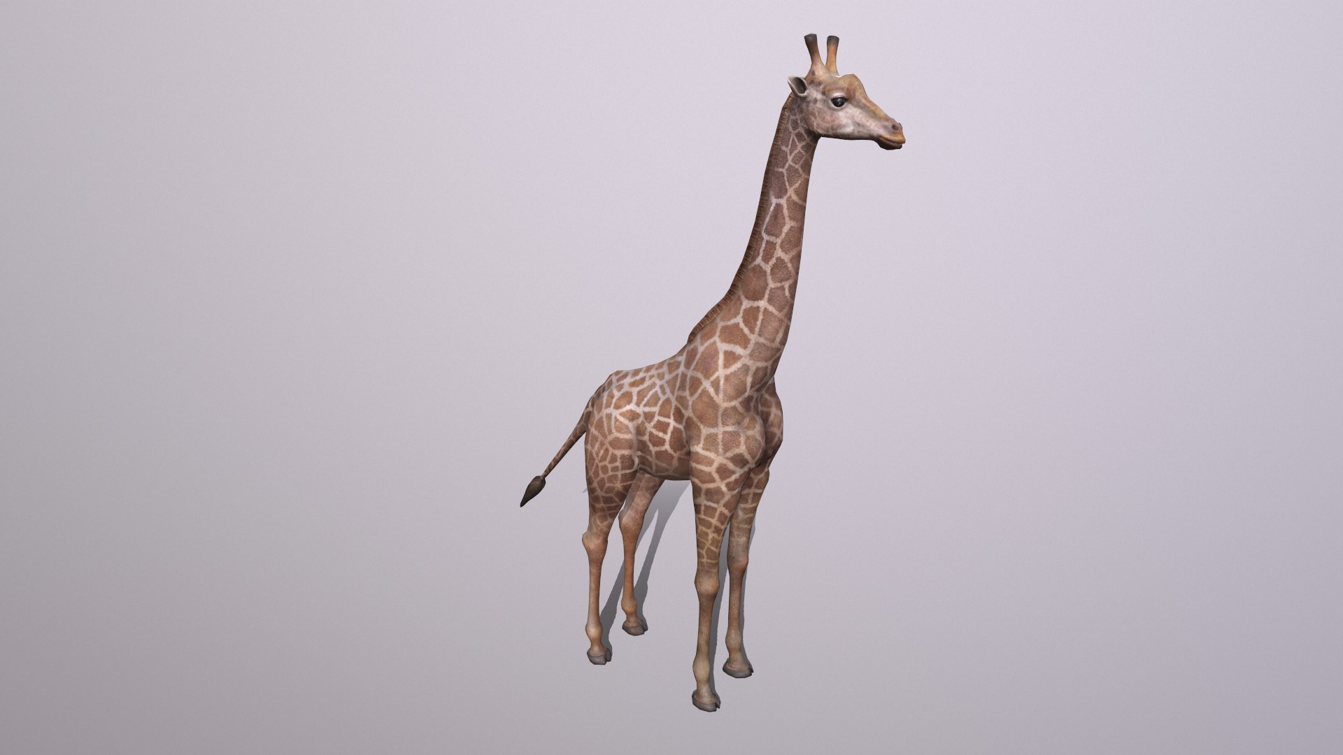giraffe model https://p.turbosquid.com/ts-thumb/lS/xR158B/kt/giraffe_007/png/1773650082/1920x1080/fit_q87/dd788e707a8fda8a046e2e33ea476a685b4159fb/giraffe_007.jpg