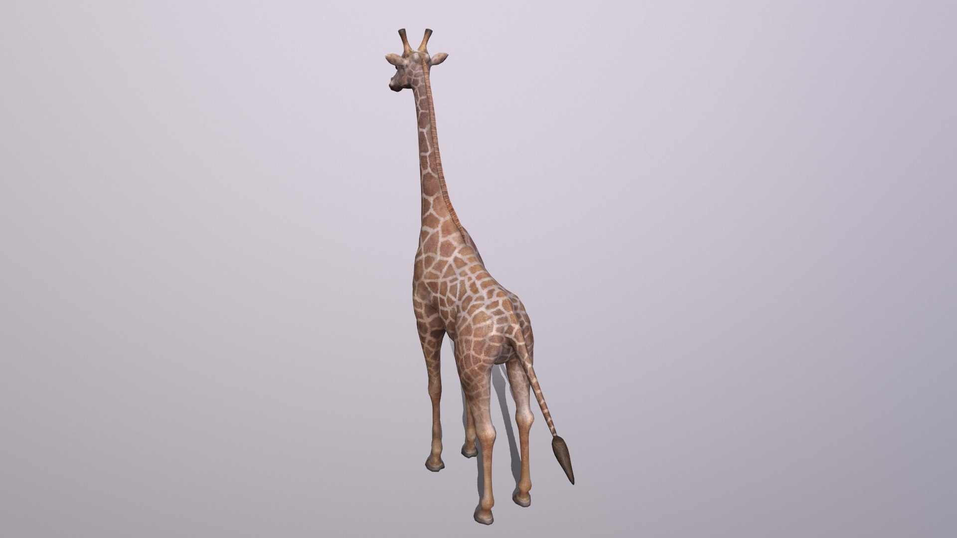 giraffe model https://p.turbosquid.com/ts-thumb/lS/xR158B/rJ/giraffe_003/png/1773650084/1920x1080/fit_q87/80dbc8b9881bb0cbfcc54ead73f2aac5eeba0f24/giraffe_003.jpg