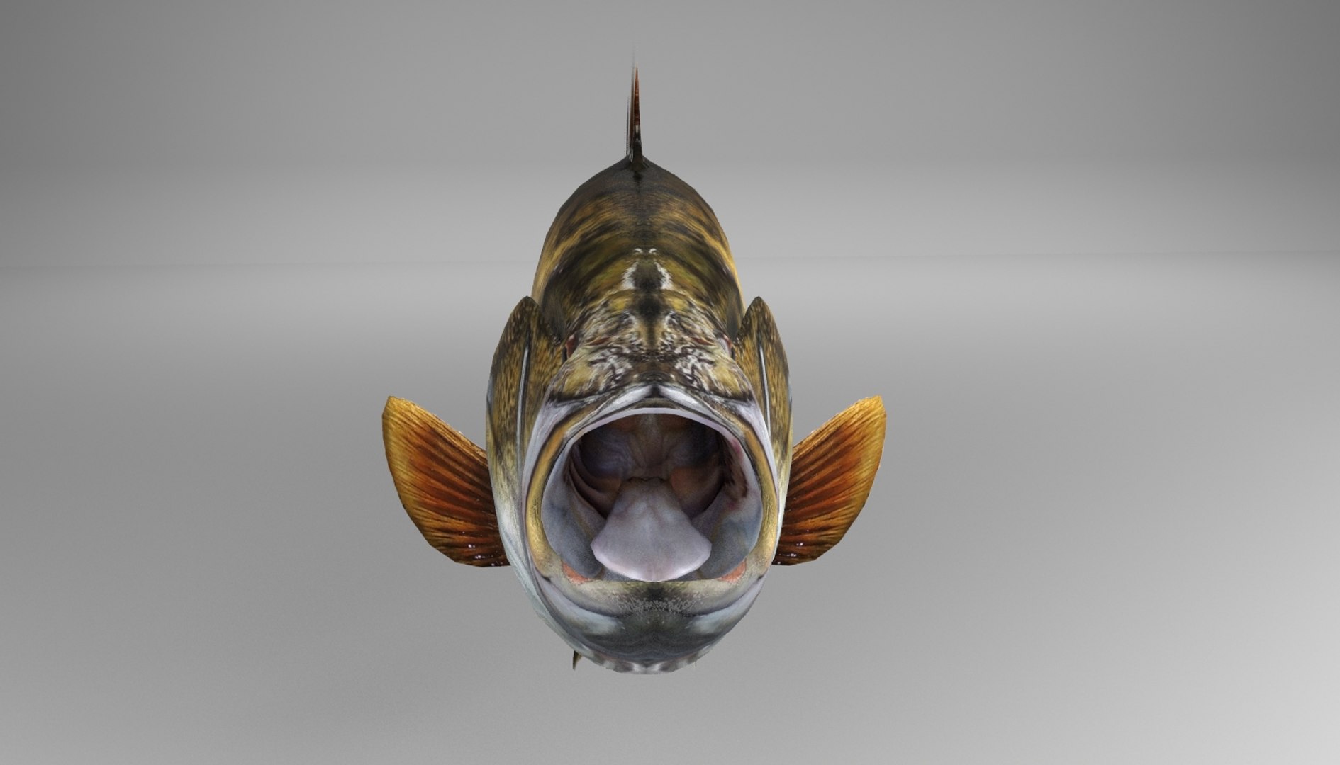 3d model of smallmouth bass https://p.turbosquid.com/ts-thumb/lS/zc1EcB/Uc9EnCJm/smallmouth_03/jpg/1520821263/1920x1080/fit_q87/66c34288c233be486aa2555158764dc1e2fcf431/smallmouth_03.jpg