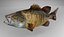 3d model of smallmouth bass