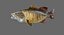 3d model of smallmouth bass