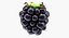 berries blackberry blueberry model