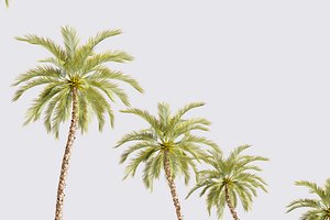5 Date palm 01 Low poly model