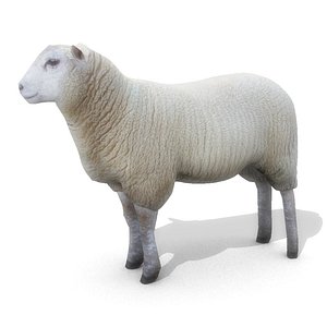 sheep
