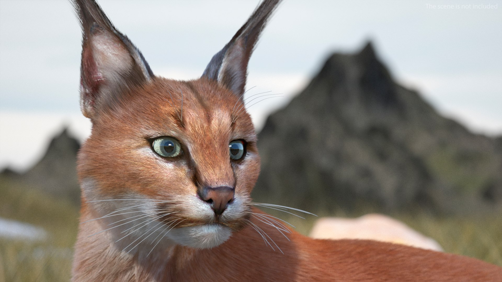 Caracal Fur Rigged 3D model https://p.turbosquid.com/ts-thumb/lT/Oqk7Rc/0R/caracalfurriggedmb3dmodel013/jpg/1706567215/1920x1080/fit_q87/e0838e5aceb06fc92e821d05900c91aa49e580b1/caracalfurriggedmb3dmodel013.jpg