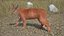 Caracal Fur Rigged