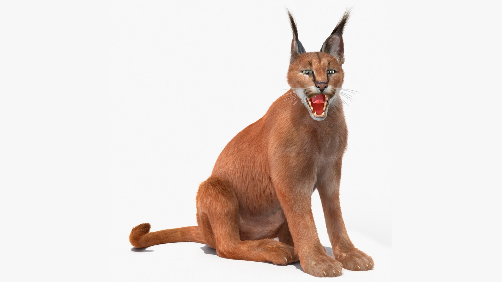 3D Rigged African Mammals Fur Collection 3 https://p.turbosquid.com/ts-thumb/lT/Oqk7Rc/75/caracalfurriggedmb3dmodel001/jpg/1706602068/1920x1080/fit_q87/35a938a0ba894460d96cd66cbe2fe911647f9c8e/caracalfurriggedmb3dmodel001.jpg