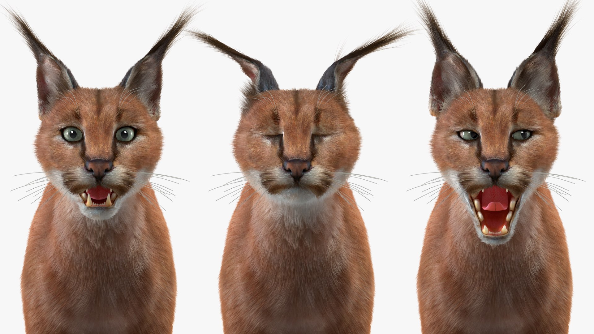 Caracal Fur Rigged 3D model https://p.turbosquid.com/ts-thumb/lT/Oqk7Rc/Eu/caracalfurriggedmb3dmodel033/jpg/1706567315/1920x1080/fit_q87/d2ae3df1f545c97c75bc6a8179d51eeb1af1511b/caracalfurriggedmb3dmodel033.jpg