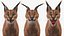 Caracal Fur Rigged