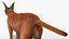 Caracal Fur Rigged