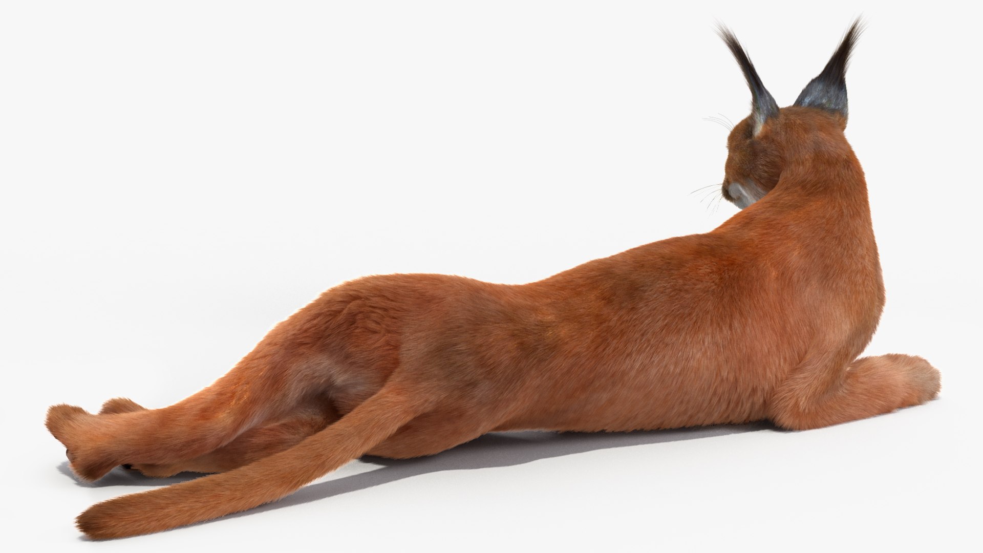Caracal Fur Rigged 3D model https://p.turbosquid.com/ts-thumb/lT/Oqk7Rc/HE/caracalfurriggedmb3dmodel020/jpg/1706567249/1920x1080/fit_q87/a5cbc3e6350f0fa17bdabeb0350a486db6951af4/caracalfurriggedmb3dmodel020.jpg