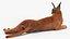 Caracal Fur Rigged