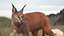 Caracal Fur Rigged