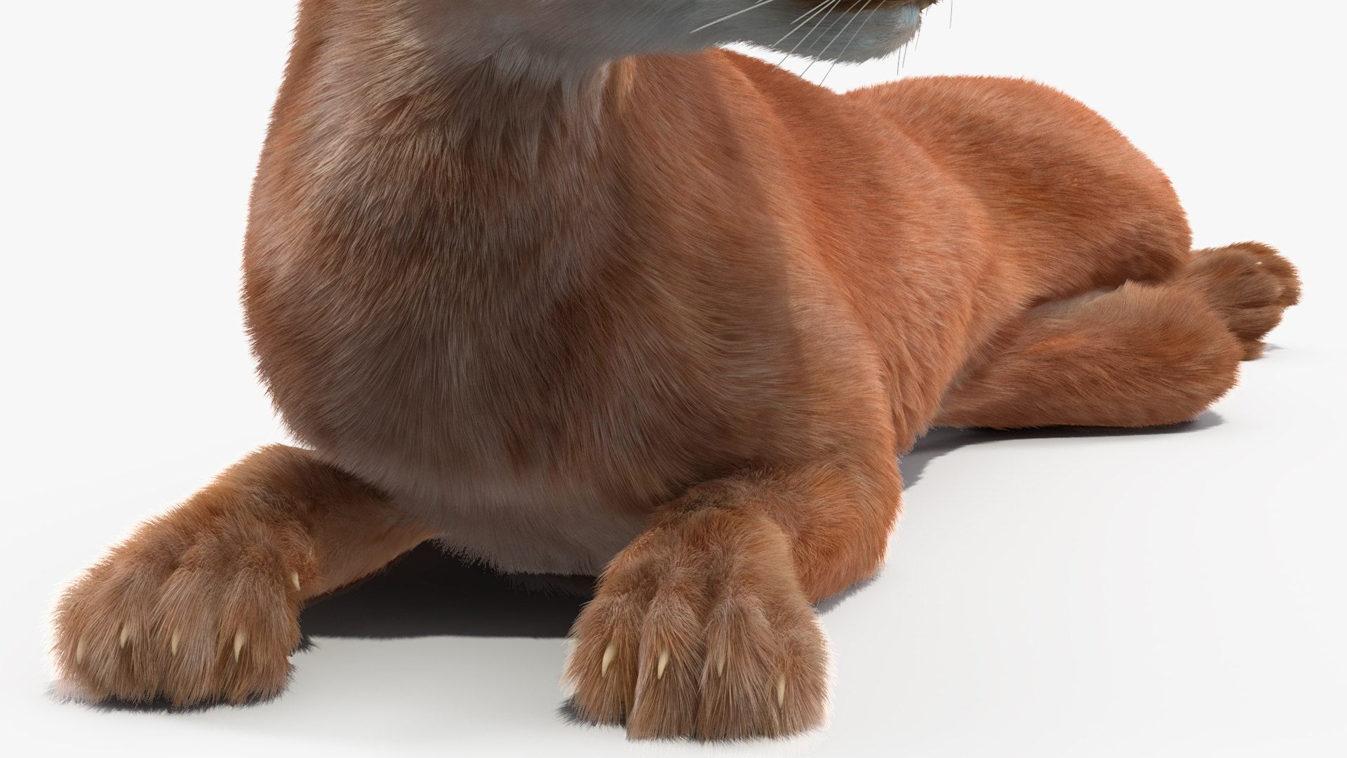 Caracal Fur Rigged 3D model https://p.turbosquid.com/ts-thumb/lT/Oqk7Rc/NO/caracalfurriggedmb3dmodel030/jpg/1706567300/1920x1080/fit_q87/779a2a1c6f41cfbc7b9fbdb9eead2e31fc9041c1/caracalfurriggedmb3dmodel030.jpg