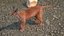 Caracal Fur Rigged
