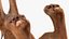 Caracal Fur Rigged
