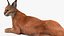 Caracal Fur Rigged