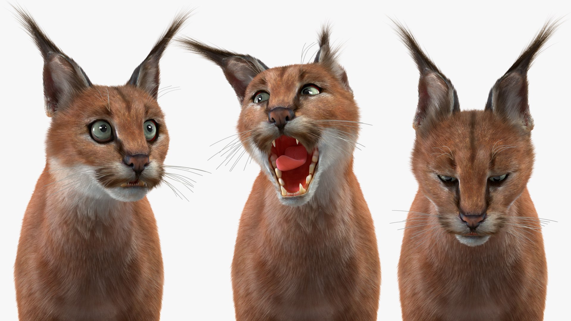 Caracal Fur Rigged 3D model https://p.turbosquid.com/ts-thumb/lT/Oqk7Rc/Xz/caracalfurriggedmb3dmodel034/jpg/1706567322/1920x1080/fit_q87/63283958a3052b3d3c90fbfbf7deb5819395b309/caracalfurriggedmb3dmodel034.jpg