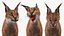 Caracal Fur Rigged
