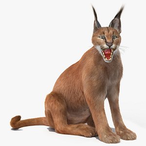 Caracal Fur Rigged