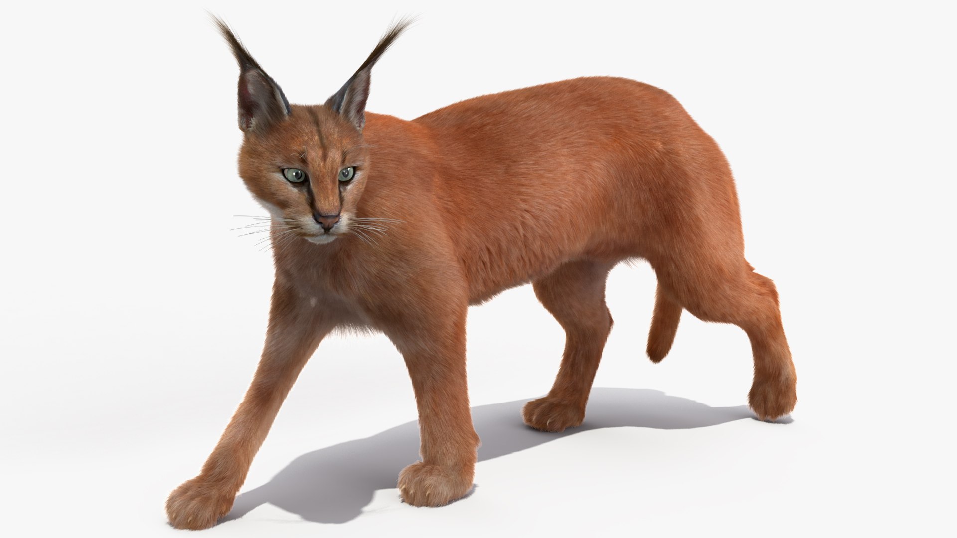 Caracal Fur Rigged 3D model https://p.turbosquid.com/ts-thumb/lT/Oqk7Rc/rA/caracalfurriggedmb3dmodel016/jpg/1706567230/1920x1080/fit_q87/1b56d3016ea38d1b353be270e91c481f34b6bdb6/caracalfurriggedmb3dmodel016.jpg