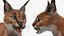 Caracal Fur Rigged