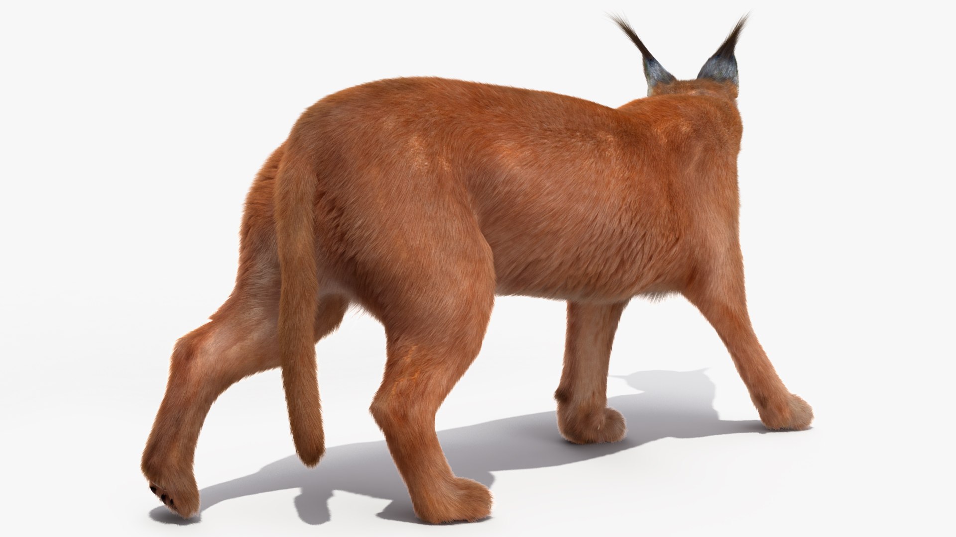 Caracal Fur Rigged 3D model https://p.turbosquid.com/ts-thumb/lT/Oqk7Rc/tZ/caracalfurriggedmb3dmodel019/jpg/1706567245/1920x1080/fit_q87/c4028b36ec3469574d25e8aef82edbaaa3b067e3/caracalfurriggedmb3dmodel019.jpg