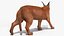 Caracal Fur Rigged