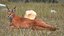 Caracal Fur Rigged