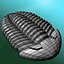 3d trilobite model
