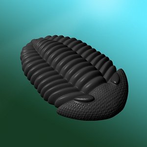 3d trilobite model