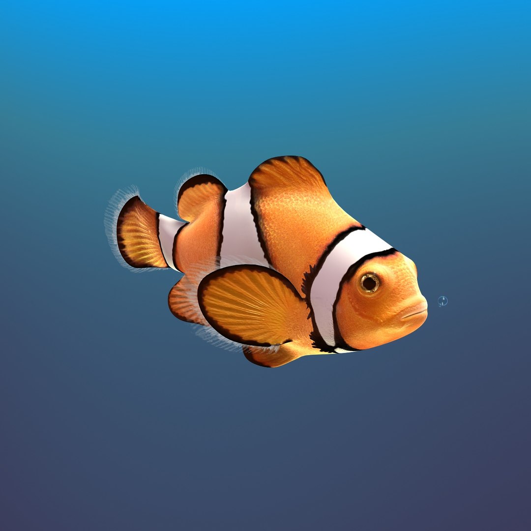 Clown Fish Cartoon Rigged Max