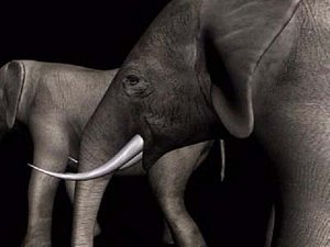 character animation elephant 3d max