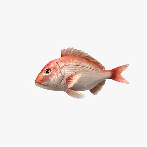snapper fish animation 3d model