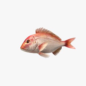 Snapper (Animated)