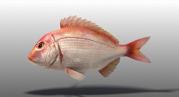 snapper fish animation 3d model